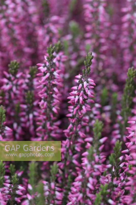 Calluna vulgaris 'Amethyst' - Garden Girls series - October