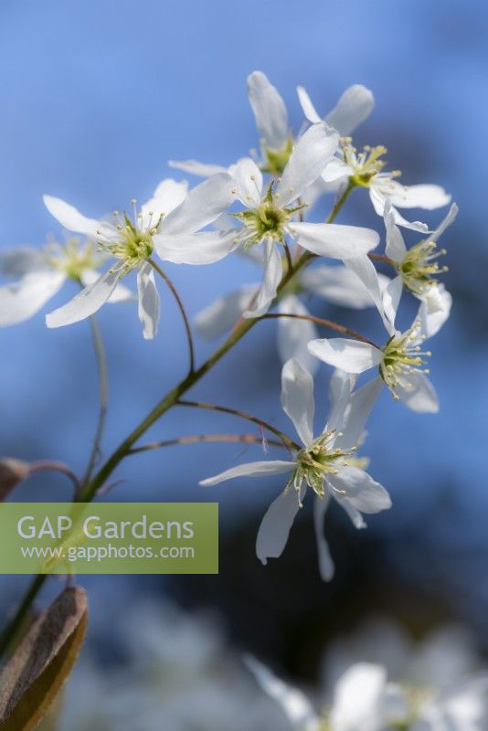A sprig of Amelanchier lamarckii blossom, which comes into flower in early spring.