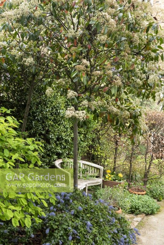A city garden with Photinia x fraseri  'Red Robin' lollipop form trees covered in umbels of tiny white flowers, with Ceanothus thyrsiflorus prostratus and Amelanchier lamarckii in the foreground. Garden designed by Emma Plunket.