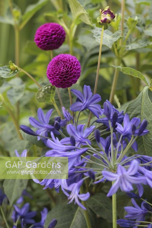 Dahlia 'Rocco' and Agapanthus 'Northern Star' - August