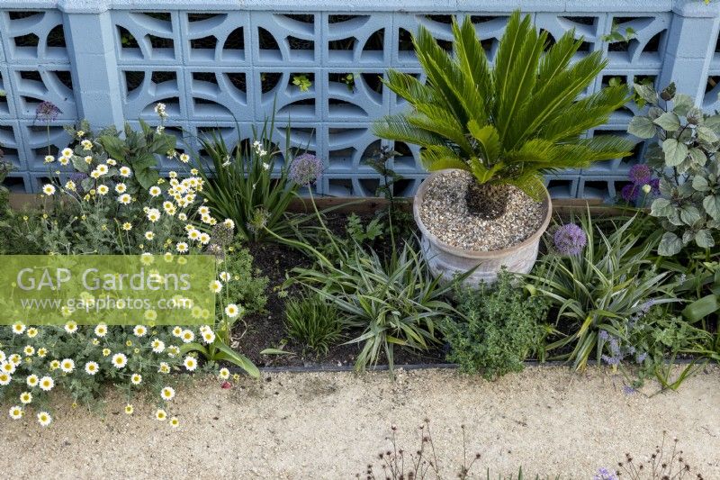 Aerial view of Mediterranean style border with Cycas revoluta in container