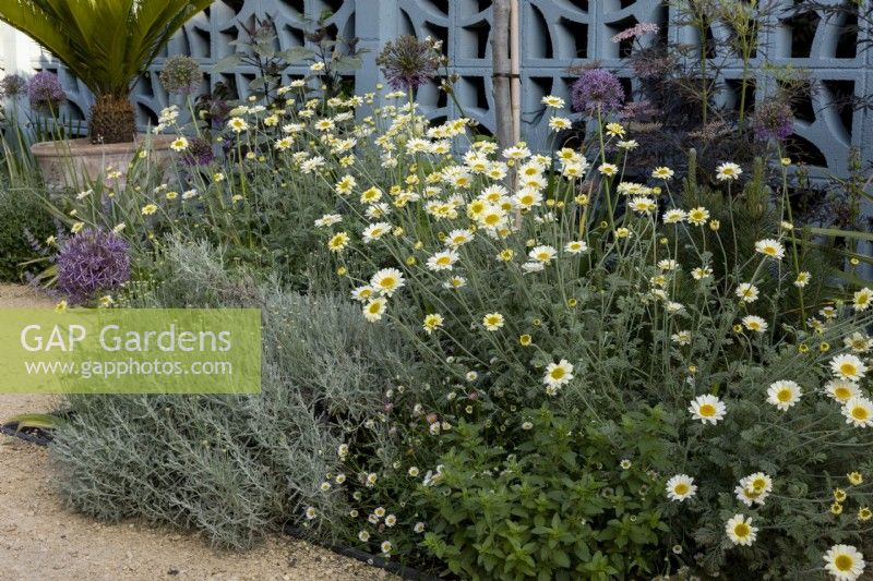 Anthemis 'Sauce Hollandaise' and other drought-tolerant plants in narrow bed by wall