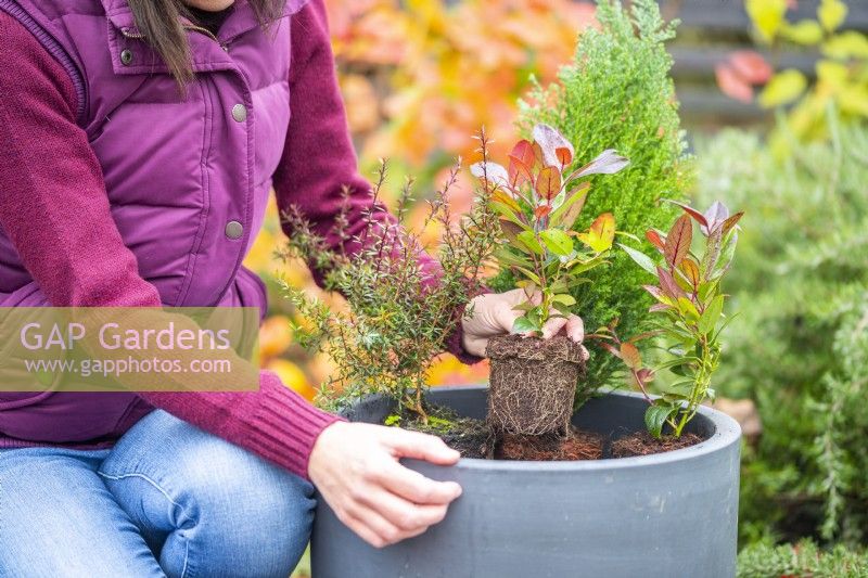 Woman planting Leucothoe in the container