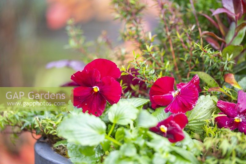 Pansies planted in a winter container