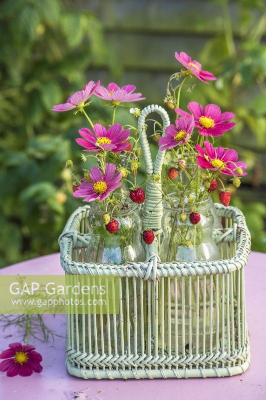 Pink Cosmos and Fragaria vesca arrranged in glass jars in bottle carrier on table