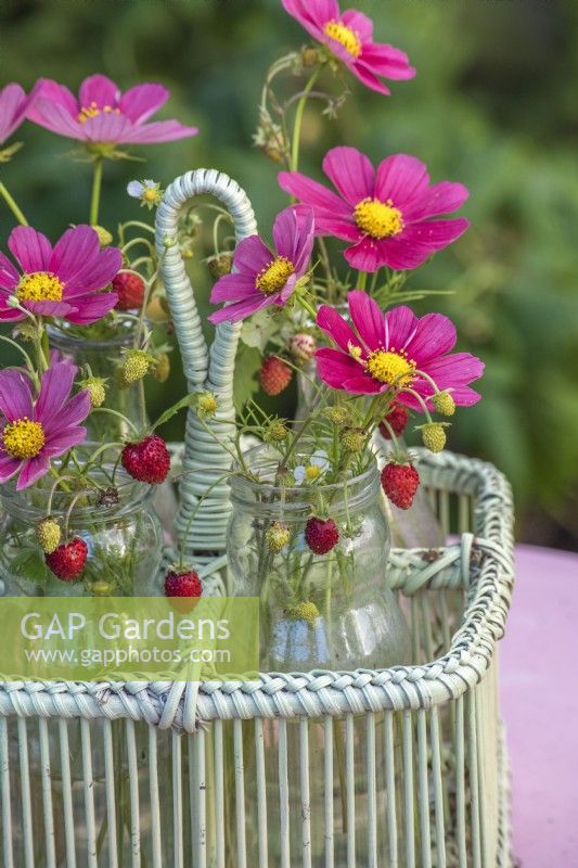 Pink Cosmos and Fragaria vesca arrranged in glass jars in bottle carrier on table