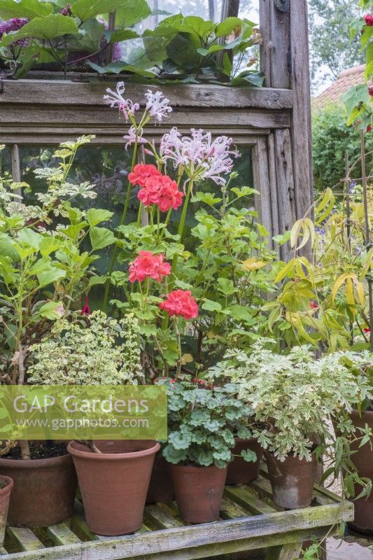 Nerine and Pelargoniums in terracotta pots in greenhouse staging