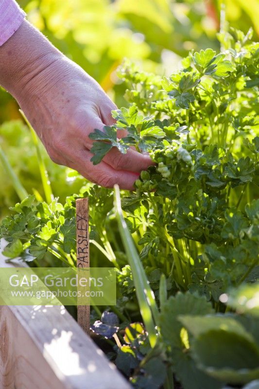Woman picking parsley from a raised bed.