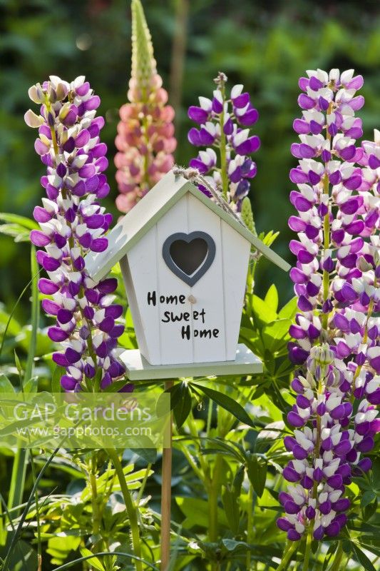 Birdhouse in border with lupins.