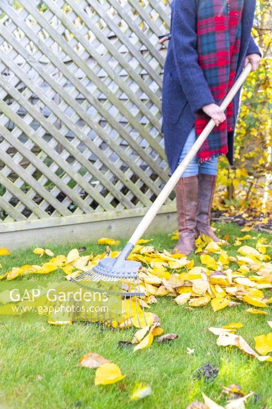Woman raking leaves into a pile