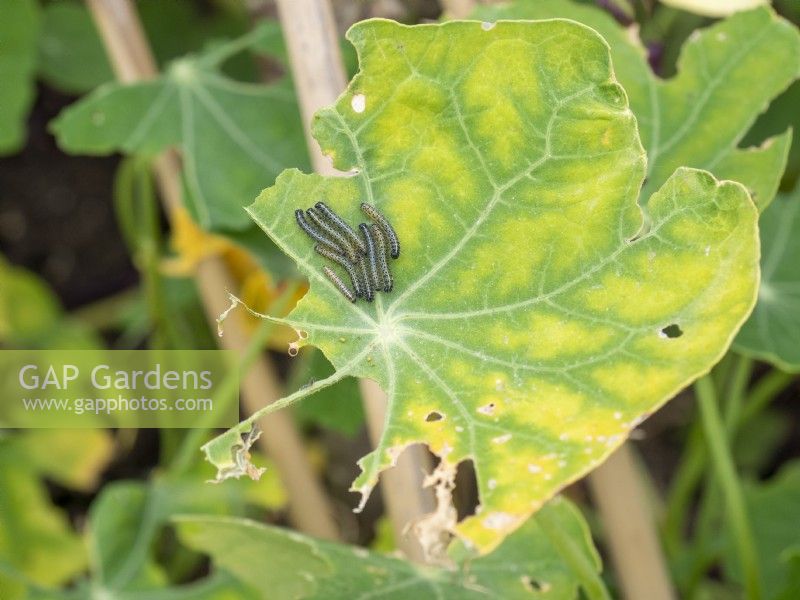 Cabbage white caterpillars on nasturtium leaves.