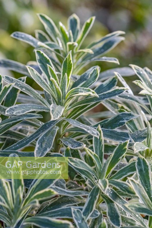 Euphorbia characias 'Silver Swan' variegated leaves in winter - December