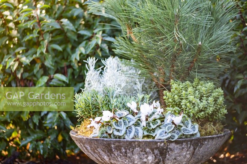 Winter container planted with bulbs and evergreen plants