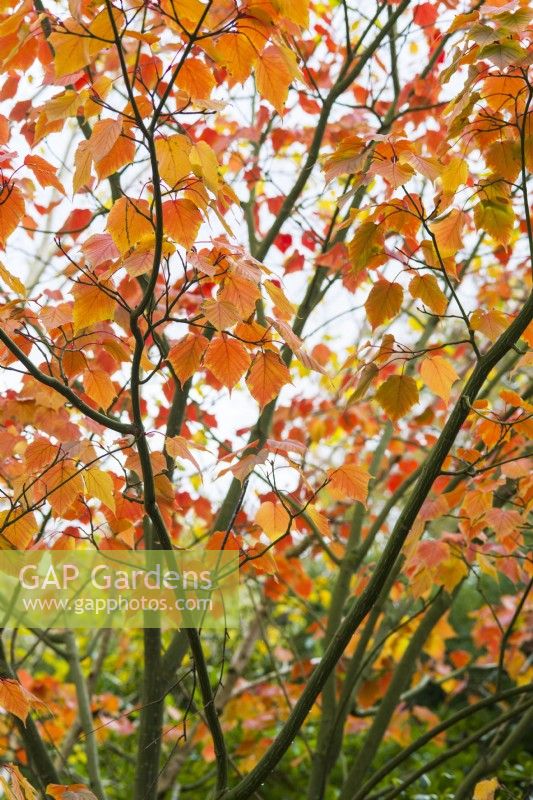 Acer capillipes - snake bark maple - November.