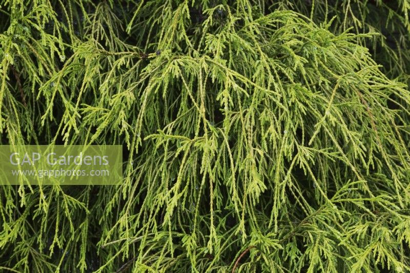 Chamaecyparis pisifera 'Filifera' - False Cypress tree - June