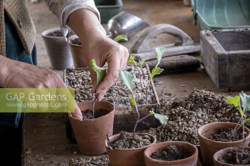 Pricking out and planting up Broccoli seedlings, carefully planting the seedling into its own terracotta pot.