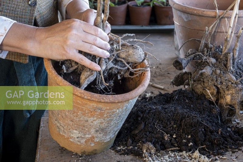 Splitting dahlia tubers and potting up before planting in early summer, positioning the split dahlias into individual terracotta pots.