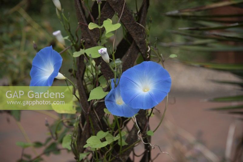 Ipomoea tricolor 'Heavenly Blue' - Morning Glory - September