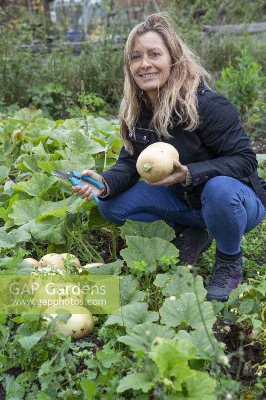 Woman harvesting Butternut Squash on vegetable plot. Squash 'Hunter'