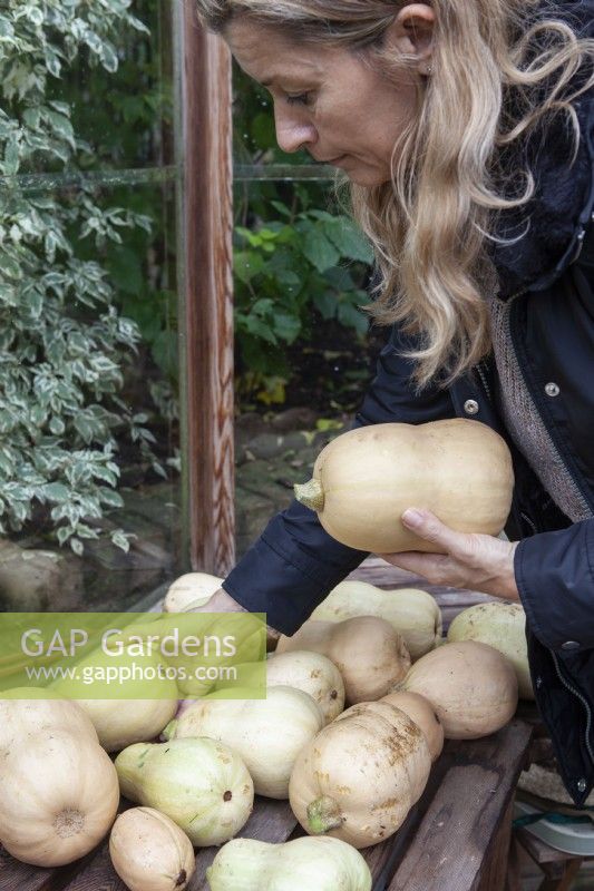 Woman laying butternut squashes on greenhouse bench for storage, autumn. Butternut Squash 'Hunter'