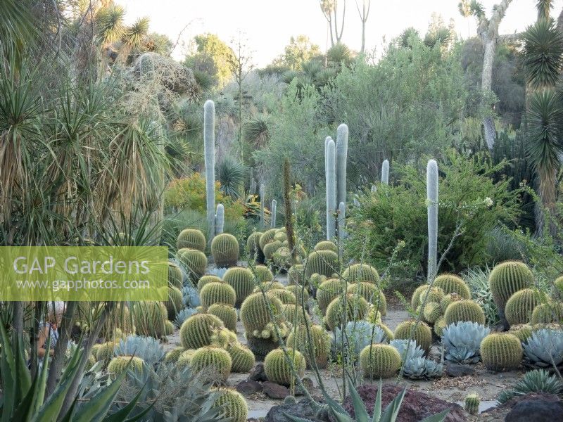 Evening shot of Desert Garden at Huntington Botanical Gardens featuring assorted cacti and succulents