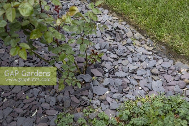 Slate chips used as mulch on flower bed