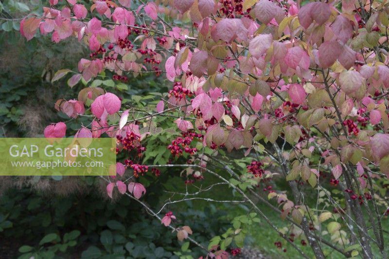 Euonymus planipes - flat-stalked spindle - September