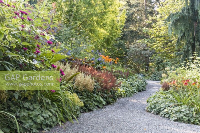 Path leading through  densely planted, colorful mixed borders backlit by evening sun