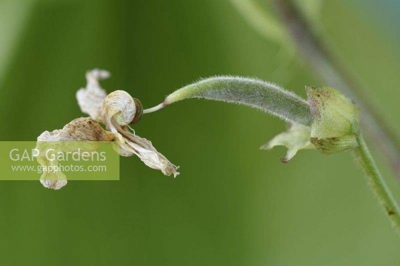 Phaseolus coccineus  'Hestia'  Dwarf runner bean  Dead flower on pea pod starting to grow  August