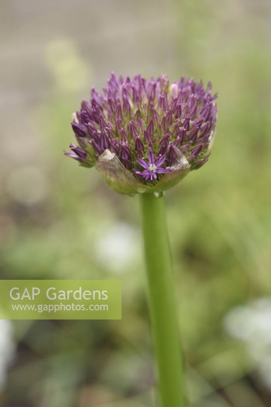 Allium giganteum  Ornamental onion  Giant onion.  Flower buds starting to open  May
