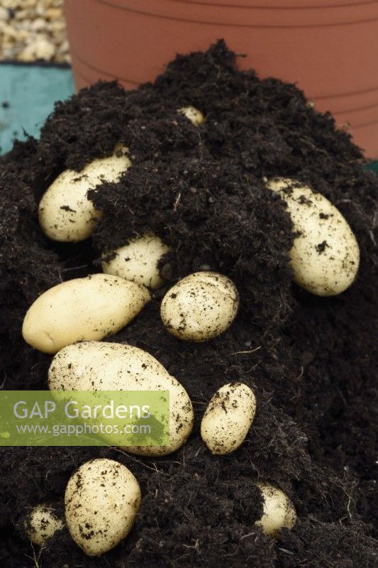 Solanum tuberosum  'Sharpe's Express'  First early potato grown in a tub of compost  June
