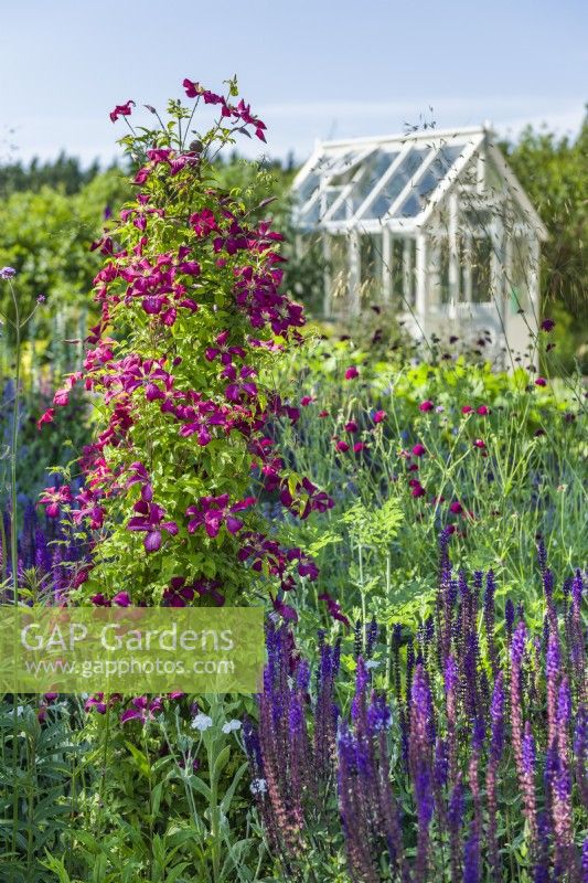 Clematis 'Madame Julia Correvon' trained over wirework obelisk in herbaceous border. Wooden greenhouse in background. June