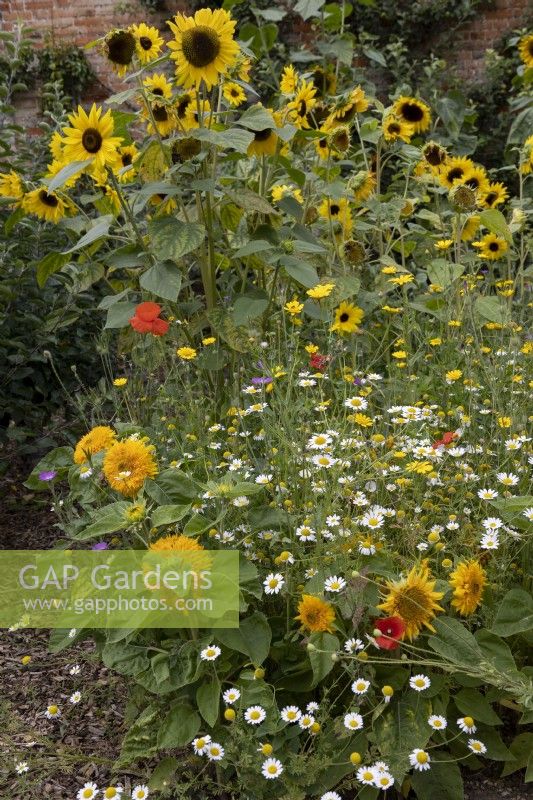 Mixed wildflower planting with sunflowers, chamomile, daisies, poppies, mainly Compositae in walled garden