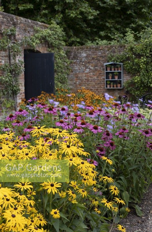 Flower beds in walled garden, Rudbeckias and Echinacea