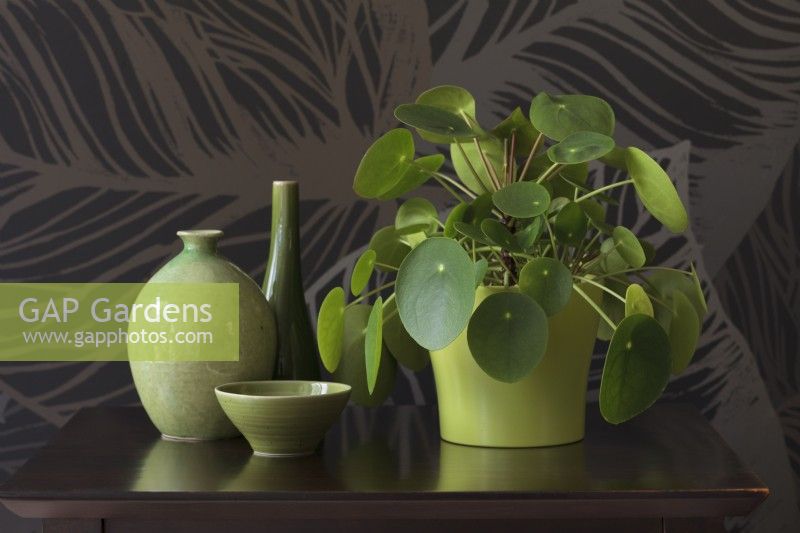 Pilea peperomioides on dark wood surface with wallpapered wall - Chinese Money Plant