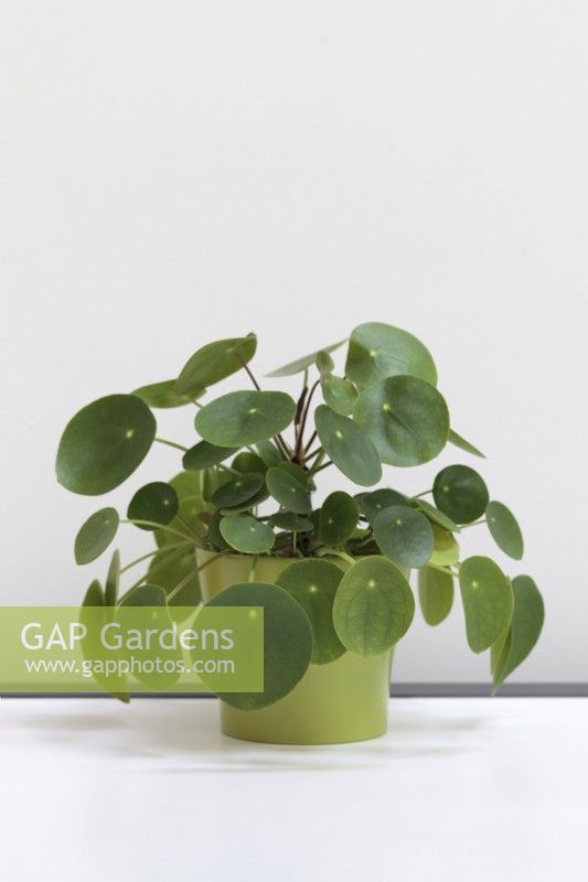 Pilea peperomioides on white surface - Chinese Money Plant