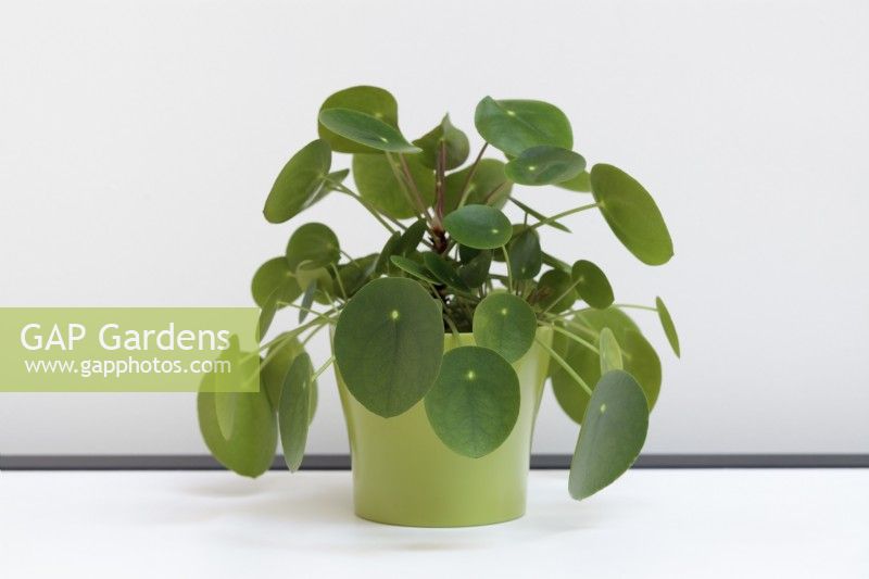 Pilea peperomioides on white surface - Chinese Money Plant