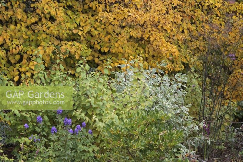 Autumn garden border with Aconitum carmichaelii 'Arendsii',  Cornus 'Midwinter Fire', Cornus Alba 'Elegantissima' and Hydrangea anomala subsp petiolaris - October