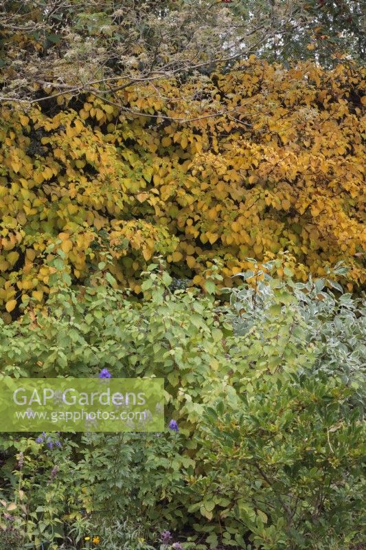 Autumn garden border with Aconitum carmichaelii 'Arendsii',  Cornus 'Midwinter Fire', Cornus Alba 'Elegantissima' and Hydrangea anomala subsp petiolaris - October