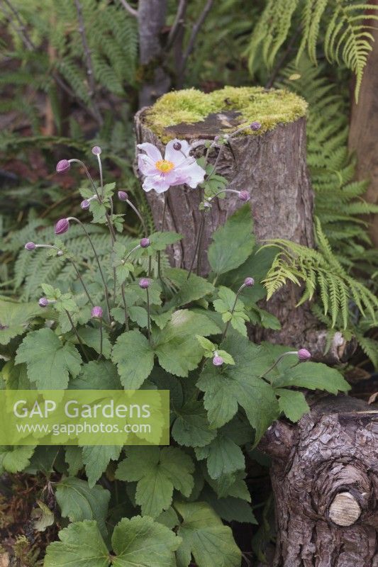 Anemone hupehensis growing in shady woodland area with tree stumps - Japanese anemone