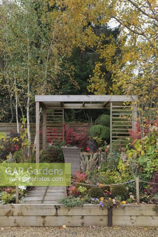 Autumn garden with wicker table and chairs under wooden pergola with Betula utilis var 'Jacquemontii', Dicksonia antarctica and Senecio candidans 'Angel Wings'- October
