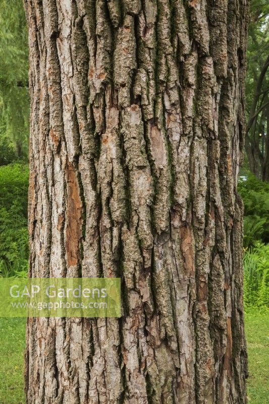 Populus - Poplar tree bark detail - June