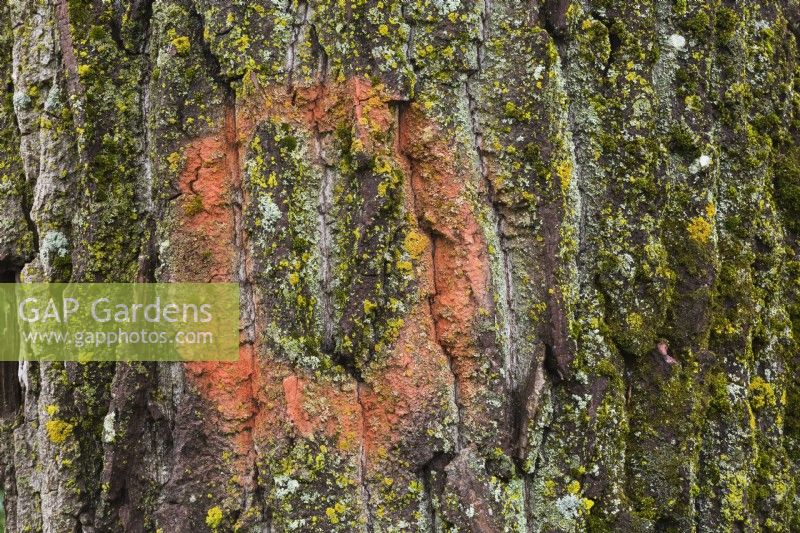 Populus - Poplar tree bark detail with red circular paint mark, Bryophyta - Green Moss and Lichen growth - June