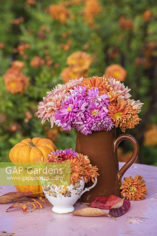 Chrysanthemums displayed in pottery jug and teacup  on table with miniature squashes
