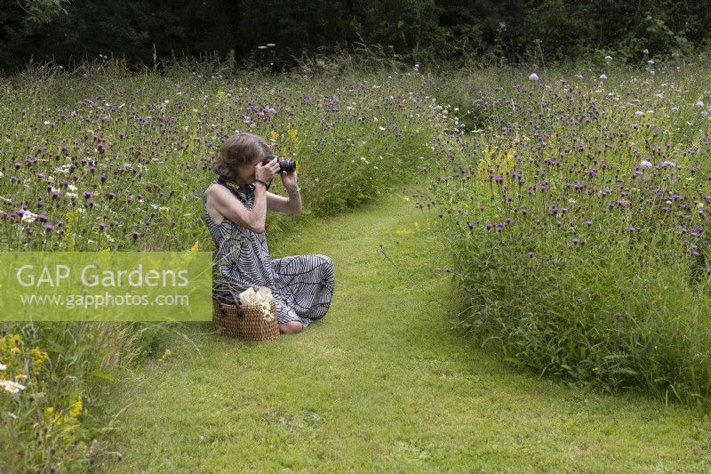 Galium verum, Centaurea nigra and Anthemis arvensis in wildflower meadow, Ladies Bedstraw, Common Knapweed and Corn Chamomile, Ulting Wick, Essex. Woman photographing meadow.