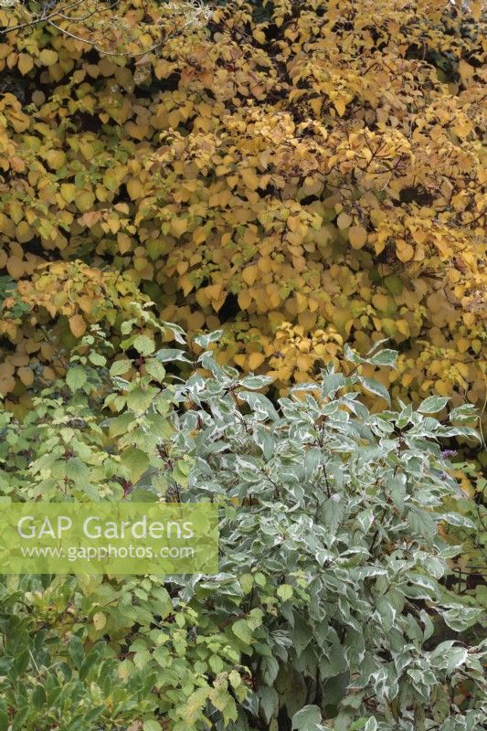 Cornus Alba 'Elegantissima' and Cornus 'Midwinter Fire' with Hydrangea anomala subsp petiolaris - October