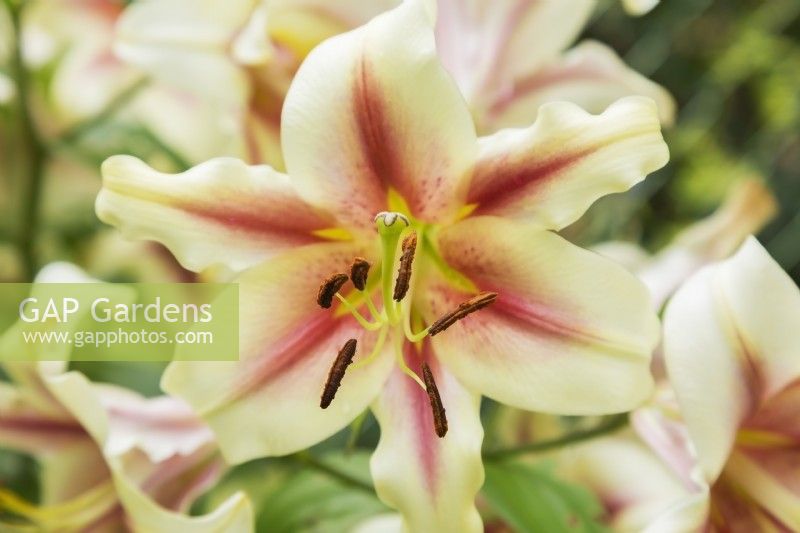 Lilium - Tree Lily in summer, Quebec, Canada - July