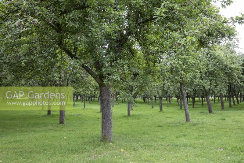 Cider apple orchard at Stockton Bury Garden, Herefordshire