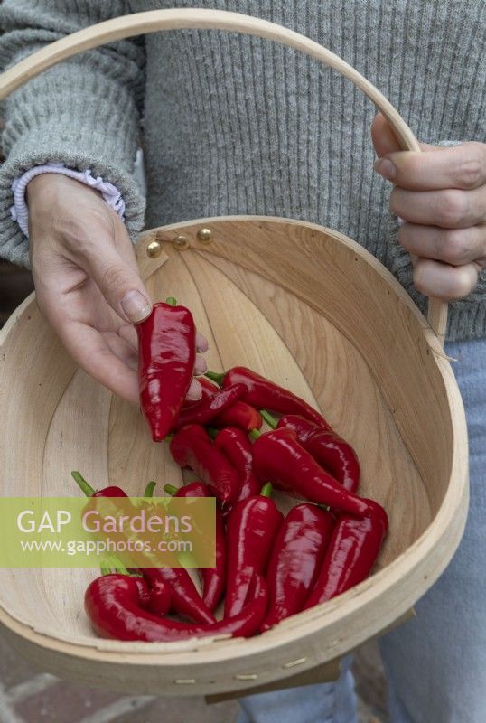 Harvested chillis in trug, Chilli pepper 'Cyklon'