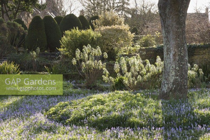 Naturalised Crocus tommasinianus at East Lambrook Manor in February with Euphorbia characias subsp. wulfenii catching afternoon sun.